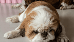 Obesidade no Shih Tzu! Dicas Infalíveis para Evitar