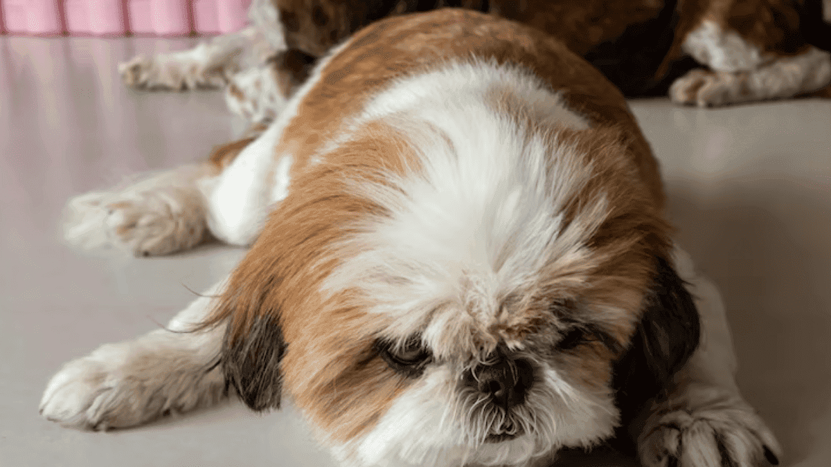 obesidade no Shih Tzu