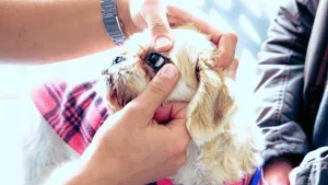 Por que o Shih Tzu lacrimeja tanto? Descubra Aqui!