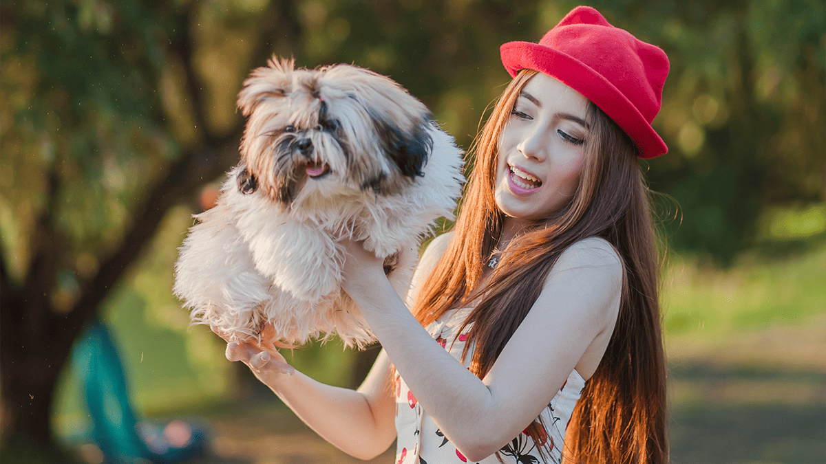 Por que o Shih Tzu virou febre