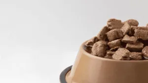 Ração Úmida x Seca: Qual é a Melhor para Shih Tzu?