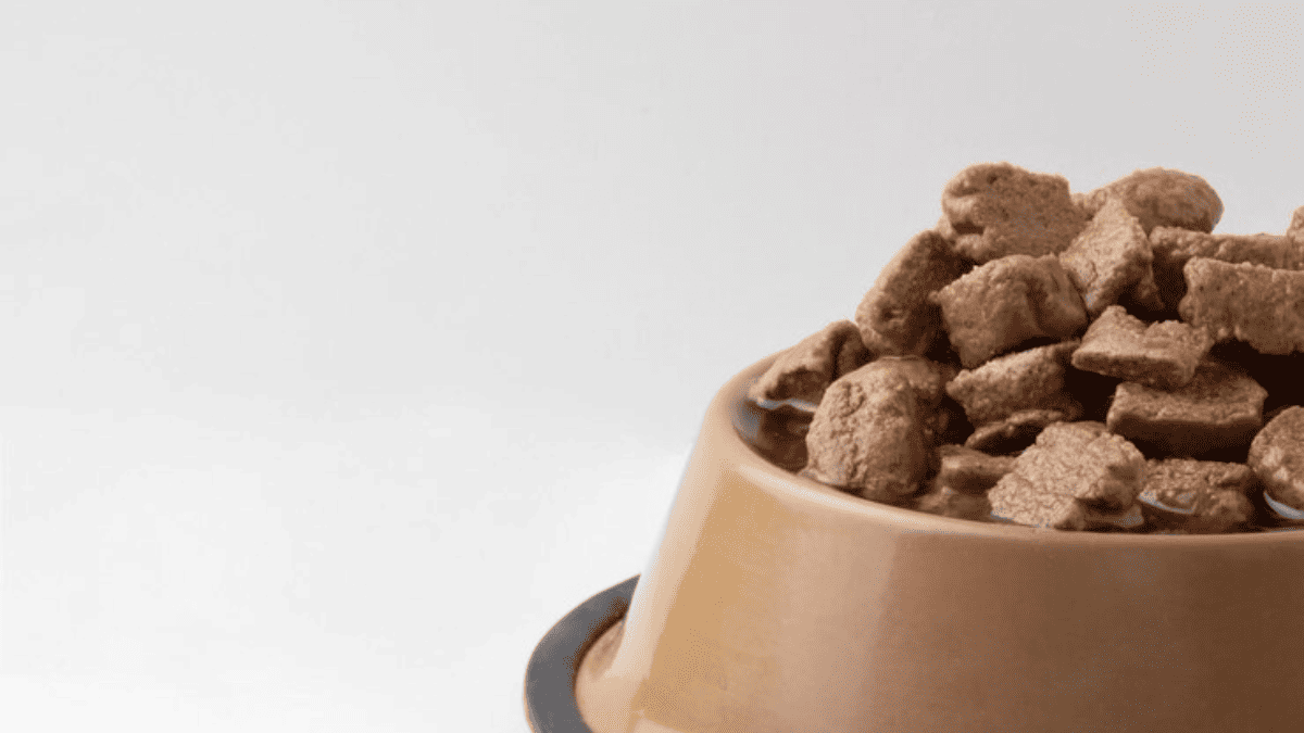 ração úmida x seca