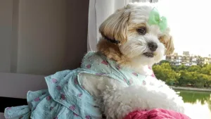 Roupinhas para Shih Tzu: Veja para Cada Estação!