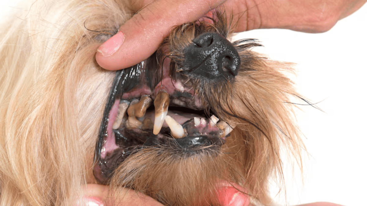 saúde bucal do Shih Tzu