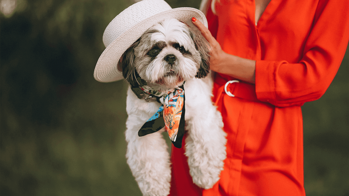 Shih Tzu: a Raça que Conquistou Imperadores