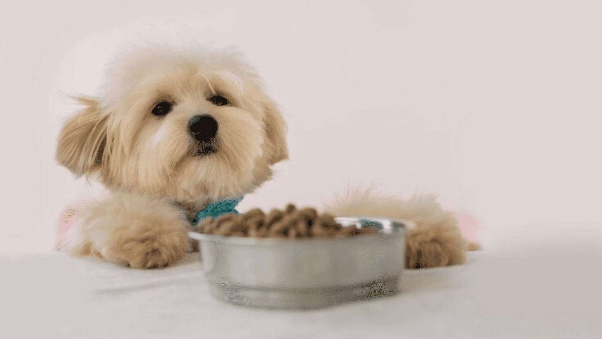 Shih Tzu come quantas vezes