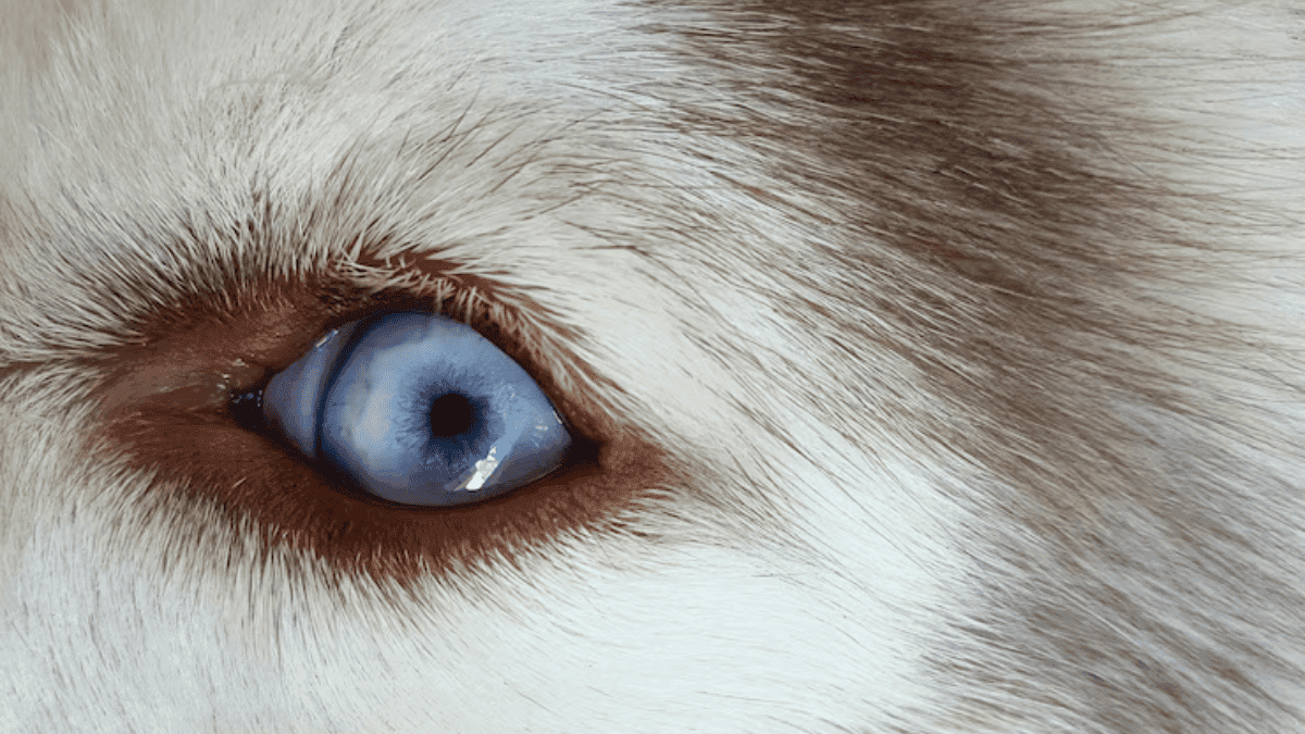 Shih Tzu de olhos azuis existe? Não Sabia!