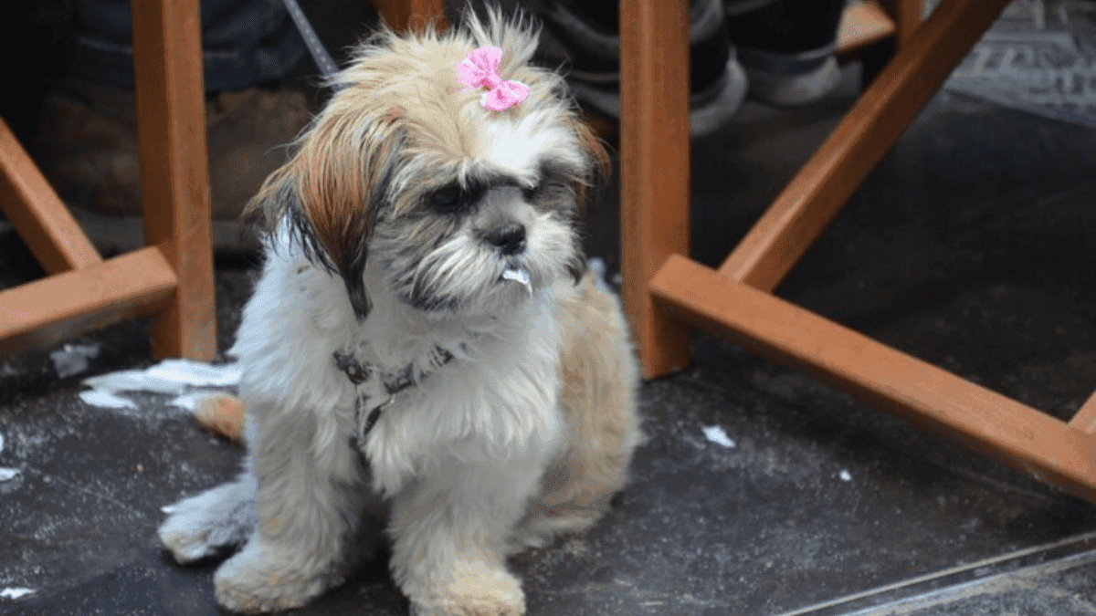 Shih Tzu destruidor