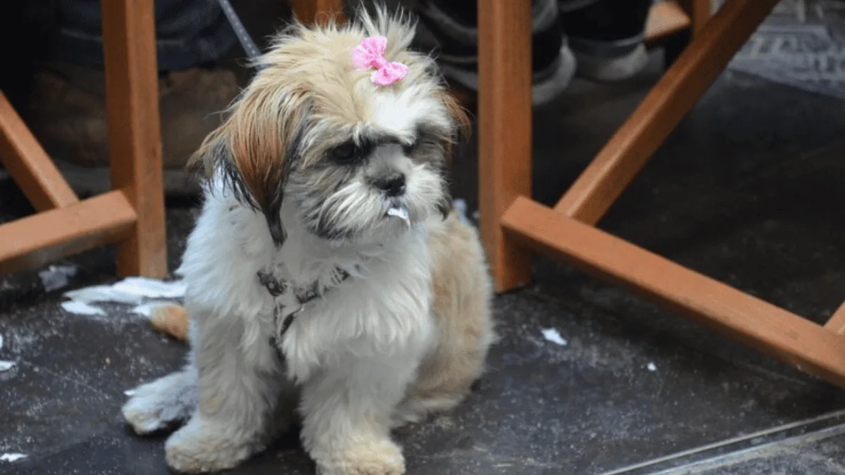 Shih Tzu destruidor