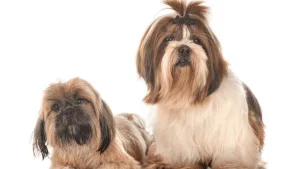 Shih Tzu e Lhasa Apso: Agora Sei Diferenciar!
