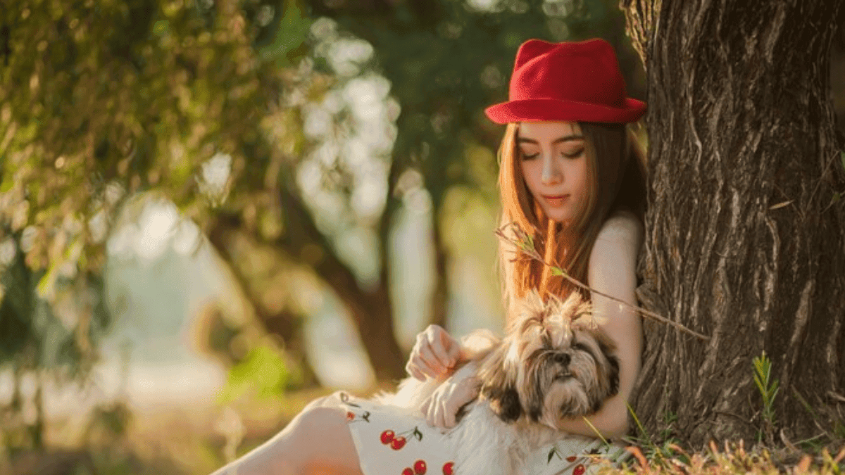 Shih Tzu Mimado: Veja como é o Dia a Dia!