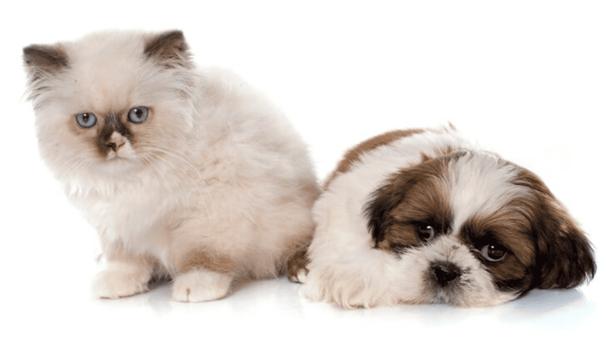 Shih Tzu vivendo com outros animais