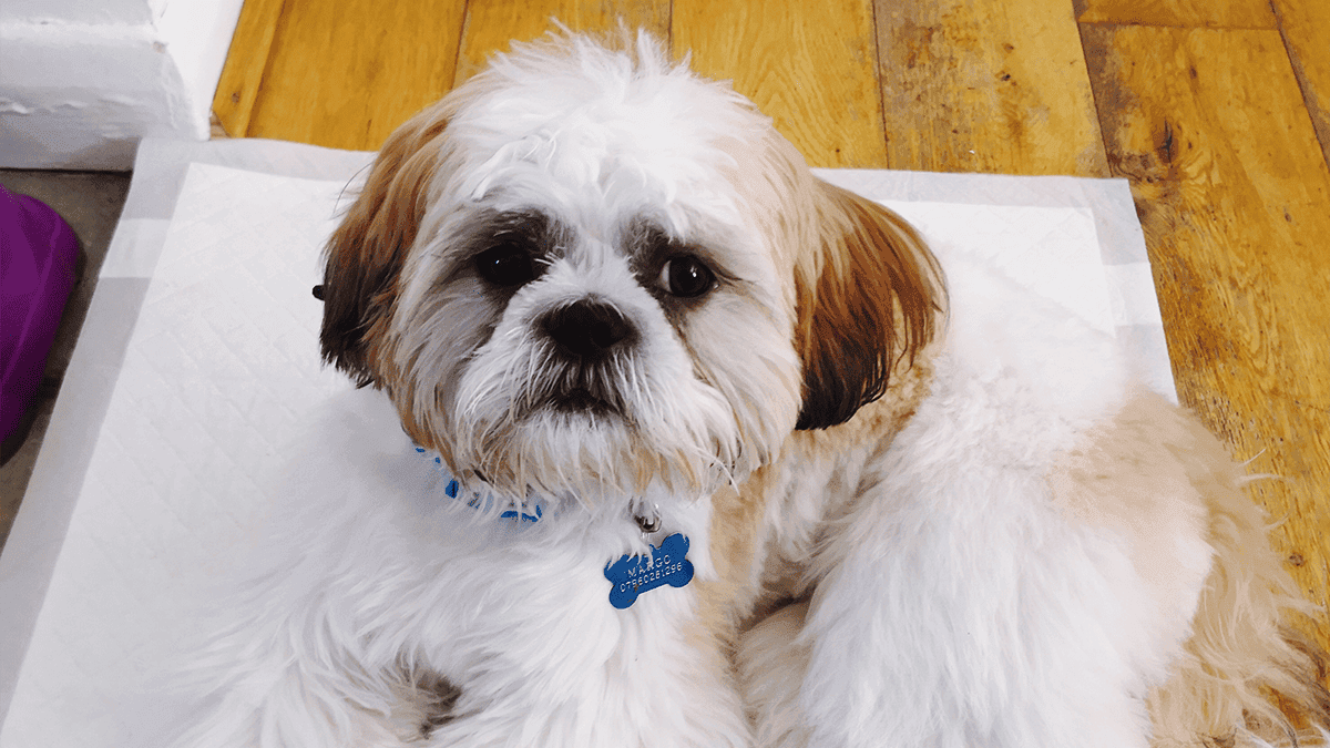tapetes higiênicos para Shih Tzu