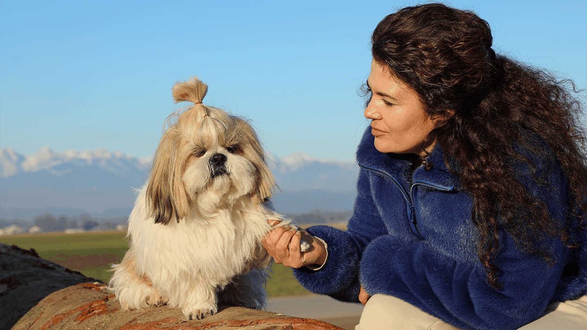 Técnicas para adestrar Shih Tzu sem Agressividade