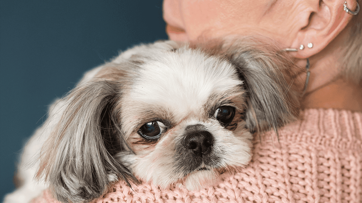 Todo Shih Tzu é teimoso