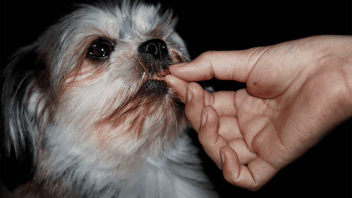 vermifugo: quando e qual dar para seu shih tzu