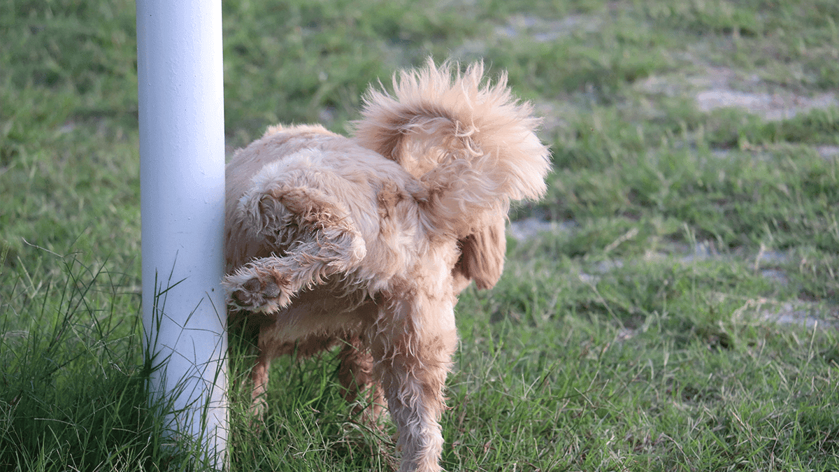 xixi em lugares errados